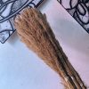 Pampas grass